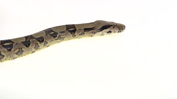 Python Morelia Spilota Variegata on a Stone on Wooden Snag in White Background