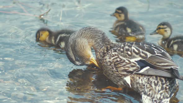 Mother duck mallard with her baby ducklings preening themselves