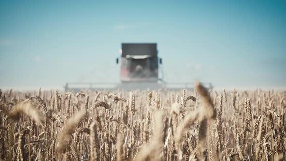 Harvesting of Field With Combine