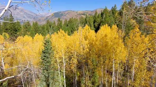 Aspen trees with yellow leaves in autumn - pull back aerial view flying close between trees and bran