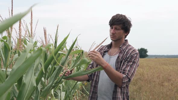 An agronomist in a corn field inspects the corn crop. Agriculture.