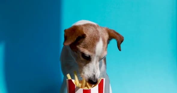 Dog Eating French Fries Blue Studio Background