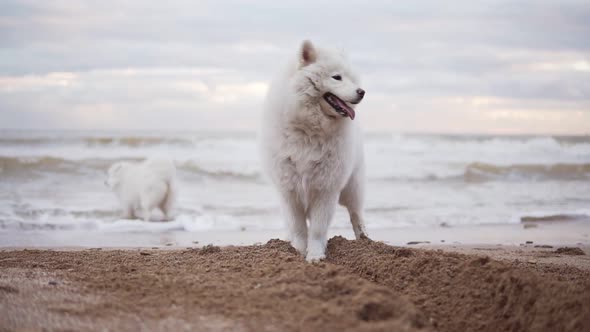 Two Cute Samoyed Dogs are Playing on the Beach in the Sea or Ocean Together