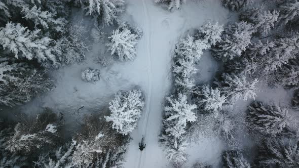 Drone Shot Of Man Ski Touring Through Forest