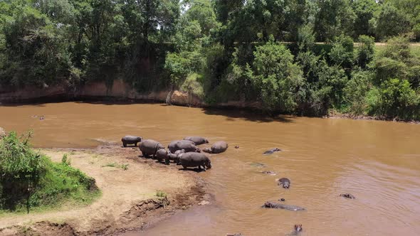 Hippos in the Wild at South Africa