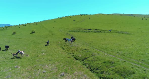 Flight Over Wild Horses Herd on Mountain Meadow