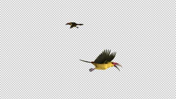 Toucan Birds - III - Saffron Aracari - Pair Flying Loop - Screen Circle alt