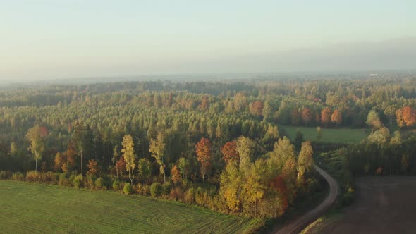 Aerial View of Autumn Forest