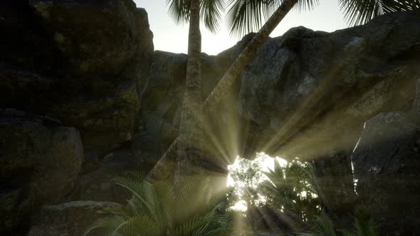 Big Palms in Stone Cave with Rays of Sunlight