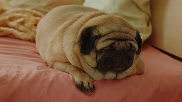 Close Up of Cute Pug Lying on Bed in Room