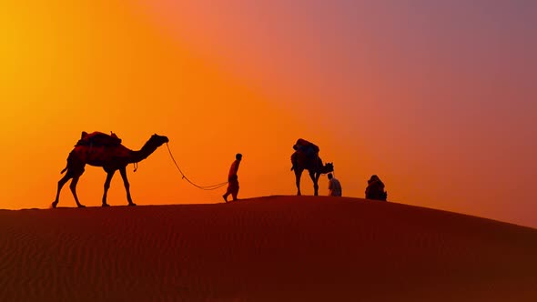 Cameleers, Camel Drivers at Sunset. Thar Desert on Sunset Jaisalmer, Rajasthan, India.