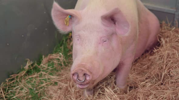 Yorkshire Pig With Entry Tag On Its Ear Resting At The Corner Lying On A Hay Straw During The Agricu