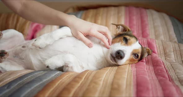 Owner Strokes Her Dog Who is Resting on the Bed