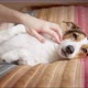 Owner Strokes Her Dog Who is Resting on the Bed - VideoHive Item for Sale