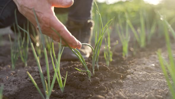 Senior Farmer Touching Green Onion Sprouts