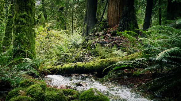 River Deep In The Woods