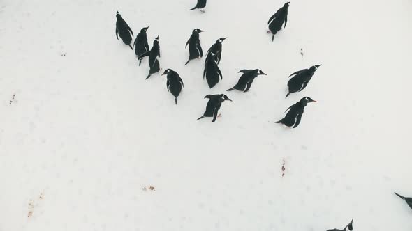 Antarctica Gentoo Penguin Aerial Landscape View