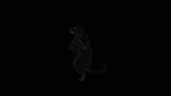 64 Panther Dancing HD