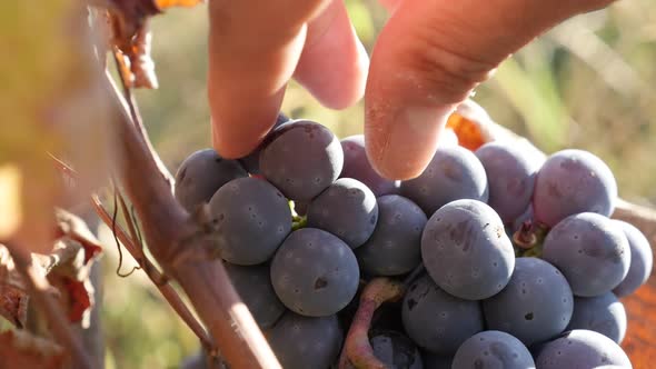 Pcking juicy berries from  grapevines cluster slow-mo footage