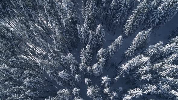 Winter Season Spruce and Pine Trees Covered with Snow. Aerial Top Down Flyover Shot of Winter Forest