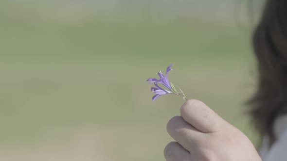 Purple Wild Flower in the Girl's Hand in the Meadow Closeup
