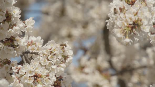 A Bee Flying Around the Almond Blossom