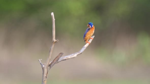 Kingfisher catching a fish in Bao Bolong Wetland Reserve 
