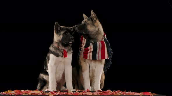Two American Akitas in the Studio on a Black Background Are Sitting on Fallen Leaves, One in an Rope