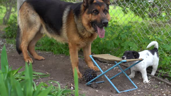 Puppy Gnaws a Chair in the Yard