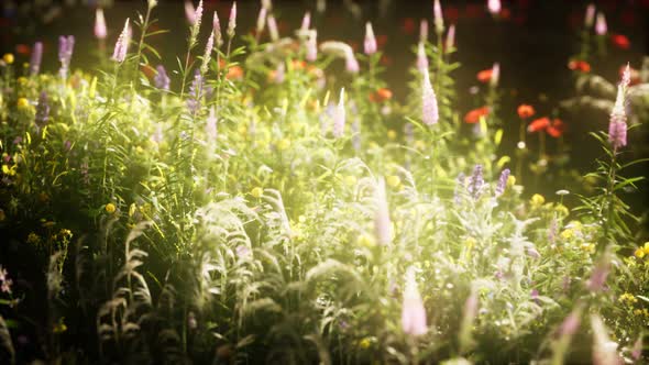 Wild Flowers in the Field