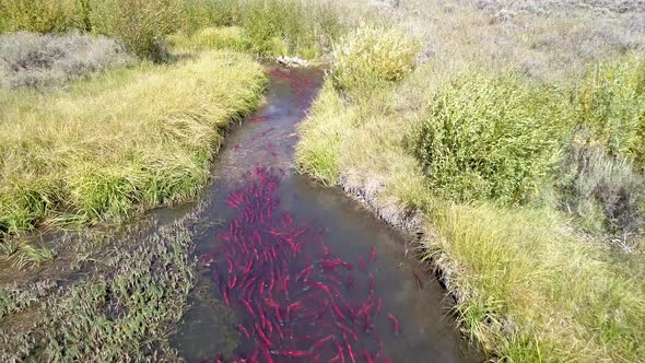 Aerial view of salmon spawning up small river