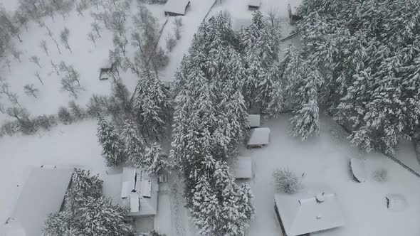 Aerial shot of pines and country houses covered in snow while it's snowing. Beautiful panoramic view