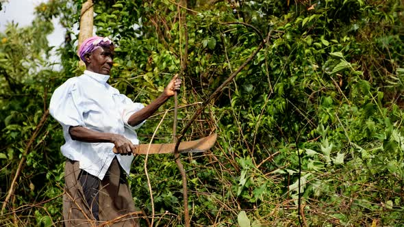 Collecting Tree Branches and Twigs