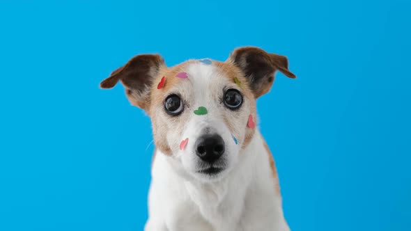 Portrait of a Pet with Heartshaped Stickers on the Dog's Face