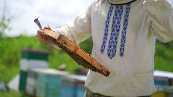 Frame full of bees in man's hands