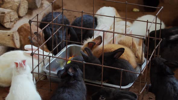 group of rabbit eating fruit in farm