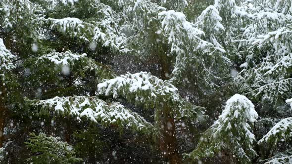 Snowfall in the fir forest. Panorama. Winter snowy forest.