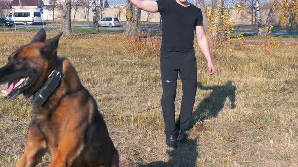 A Man Training His German Shepherd Dog - Incite the Dog on the Grip Bait and Making the Dog Jump - a