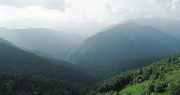 Flying Over the Forest