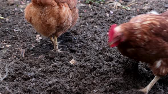 Chickens looking for earthworms to eat on the wet, fresh soil.