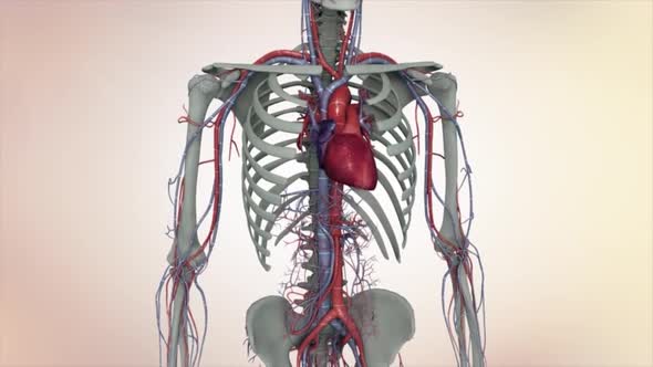 Human Male Blood Circulation System