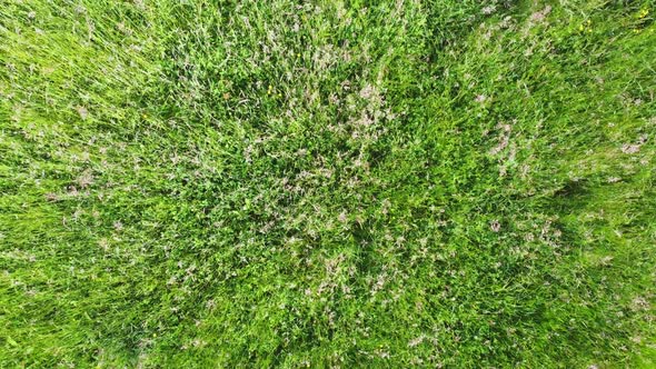 Aerial top down view of slow fly over green windy spring field 4K