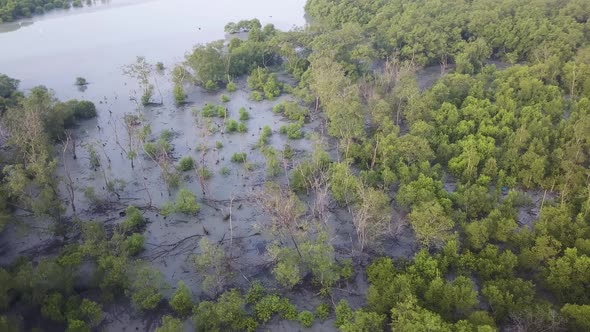 Drone view over bare mangrove trees