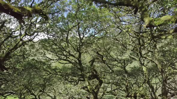 Aerial footage amongst the mossy green ancient trees of wistmans wood, Dartmoor, Devon, England.