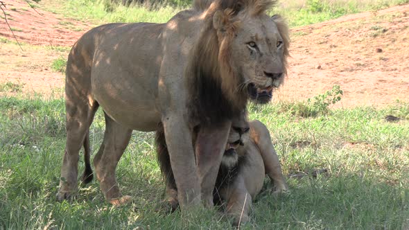 Brother lions interacting under tree shade on hot summers day. Gimbal, zoom out