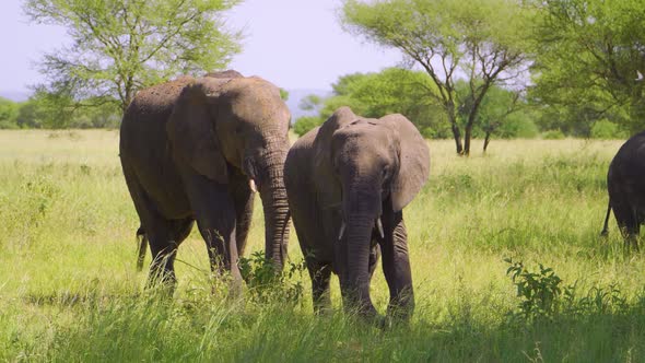A large family of African elephants walks on the African savannah and chews grass in the wild agains