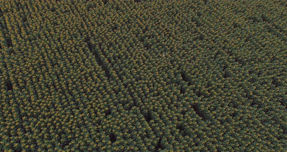 Woman in a Hat is Walking in a Field of Sunflowers