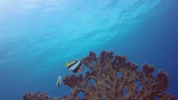 Bannerfish and Hard Coral
