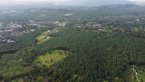 Aerial view oil palm farm