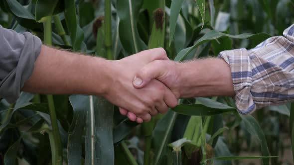 Handshake Of Men Farmers Businessmen Success Of Deal Against Cornfield